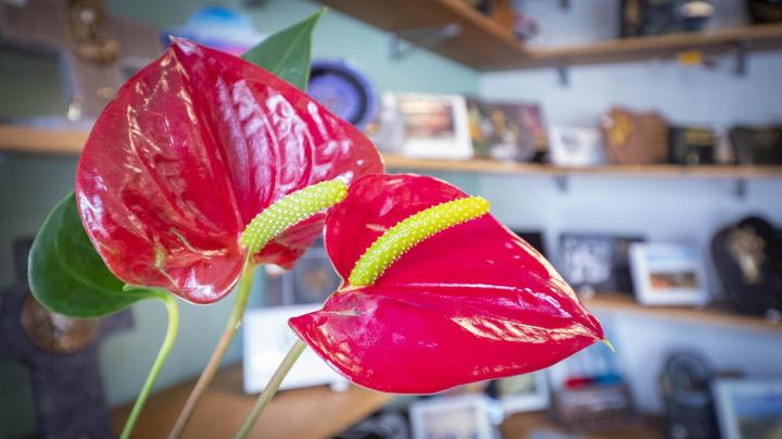 Vente articles funéraires Messeix